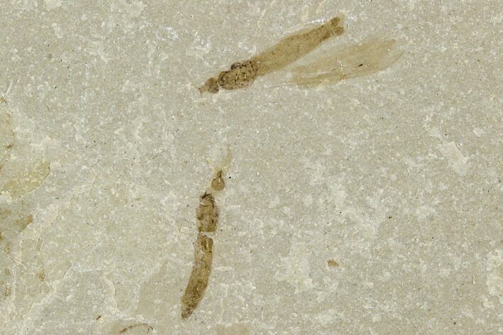 Fossil Crane Fly (Pronophlebia) Cluster - Green River Formation, Utah #111384